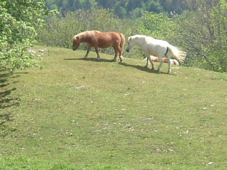 les poney