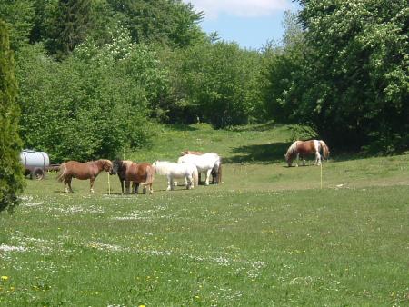 les poney